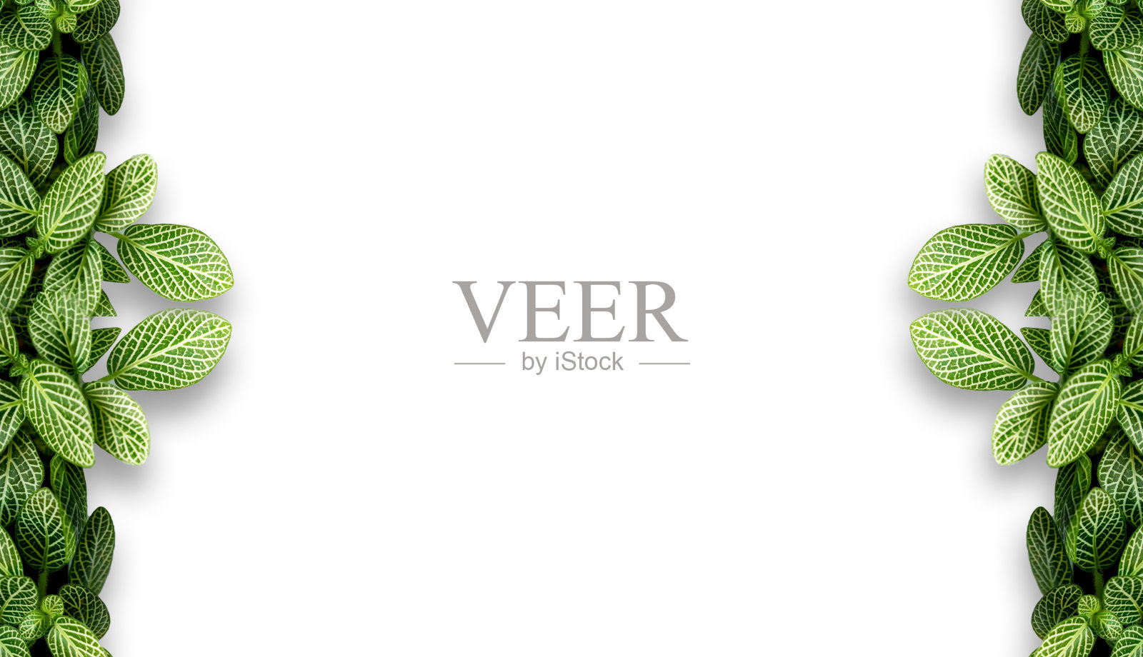 神经植物维沙福提叶。在白色的背景纸上照片摄影图片