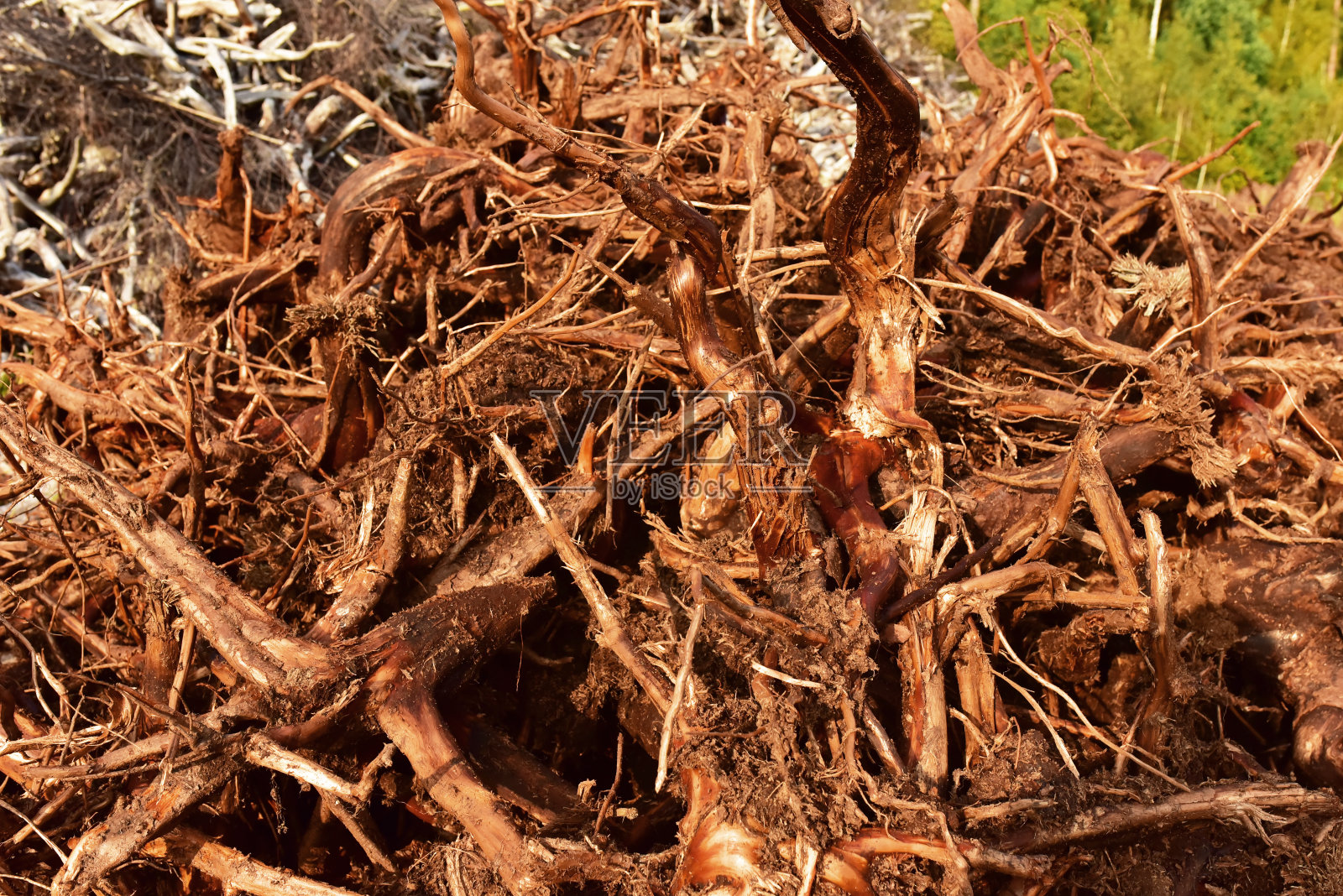 一堆树根。树根从树从泥炭沼泽。在抽干沼泽的泥炭和提取石油后，从树上的根。死树的灰色木制背景。照片摄影图片