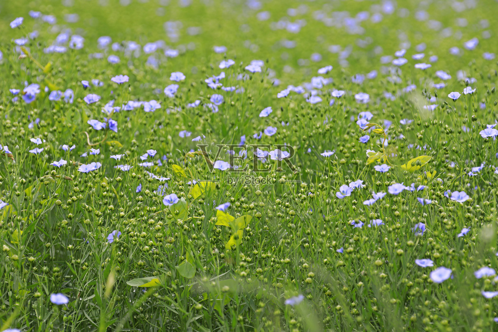 夏天的风景照片摄影图片