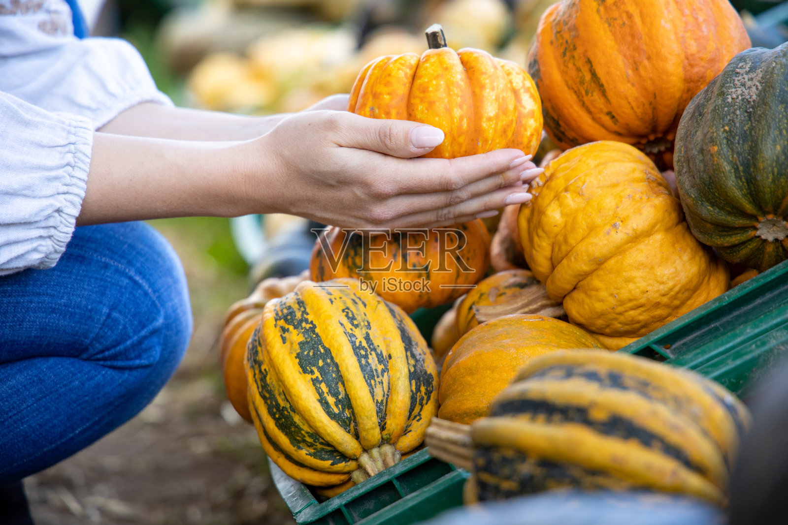 农民市场的南瓜照片摄影图片