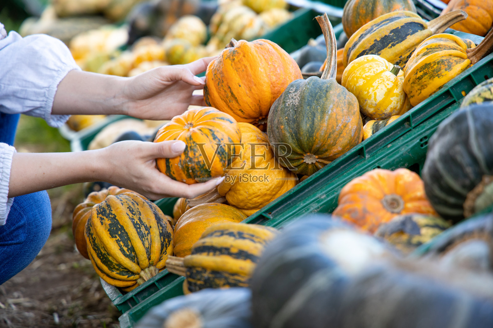 农民市场的南瓜照片摄影图片