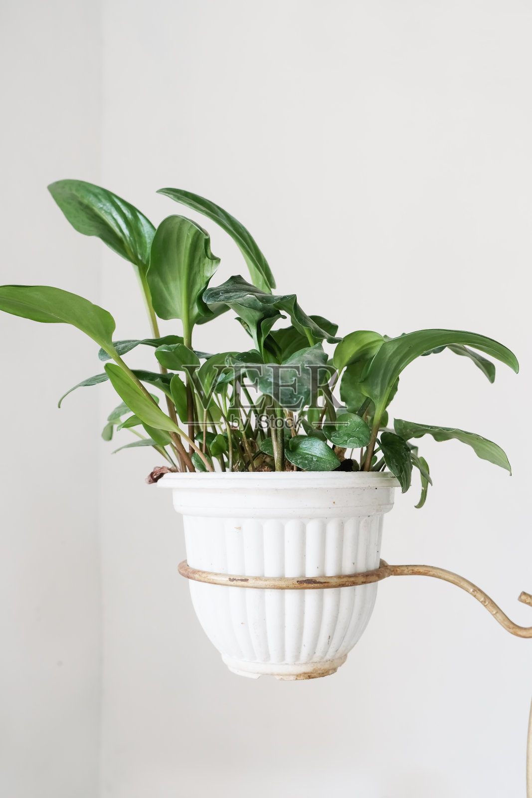 在植物架上的一种钙植物照片摄影图片