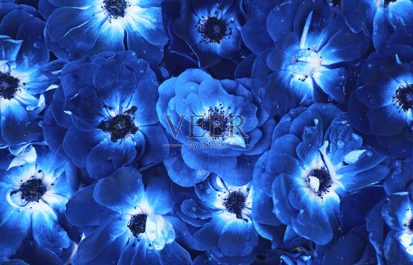 美丽的新鲜玫瑰与水珠。彩色的夏季花卉背景海报，贺卡，博客和网页设计照片摄影图片