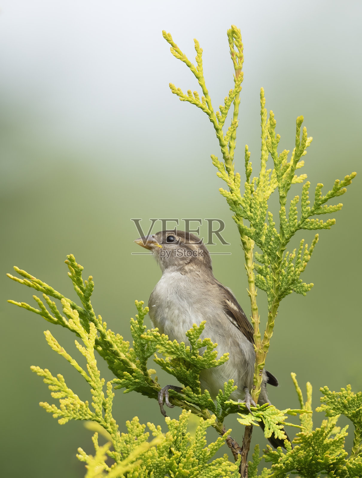 鸟照片摄影图片
