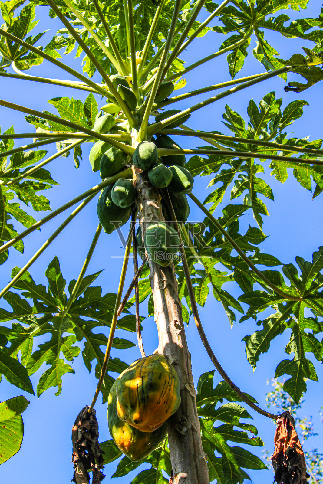 巴厘岛的热带树照片摄影图片