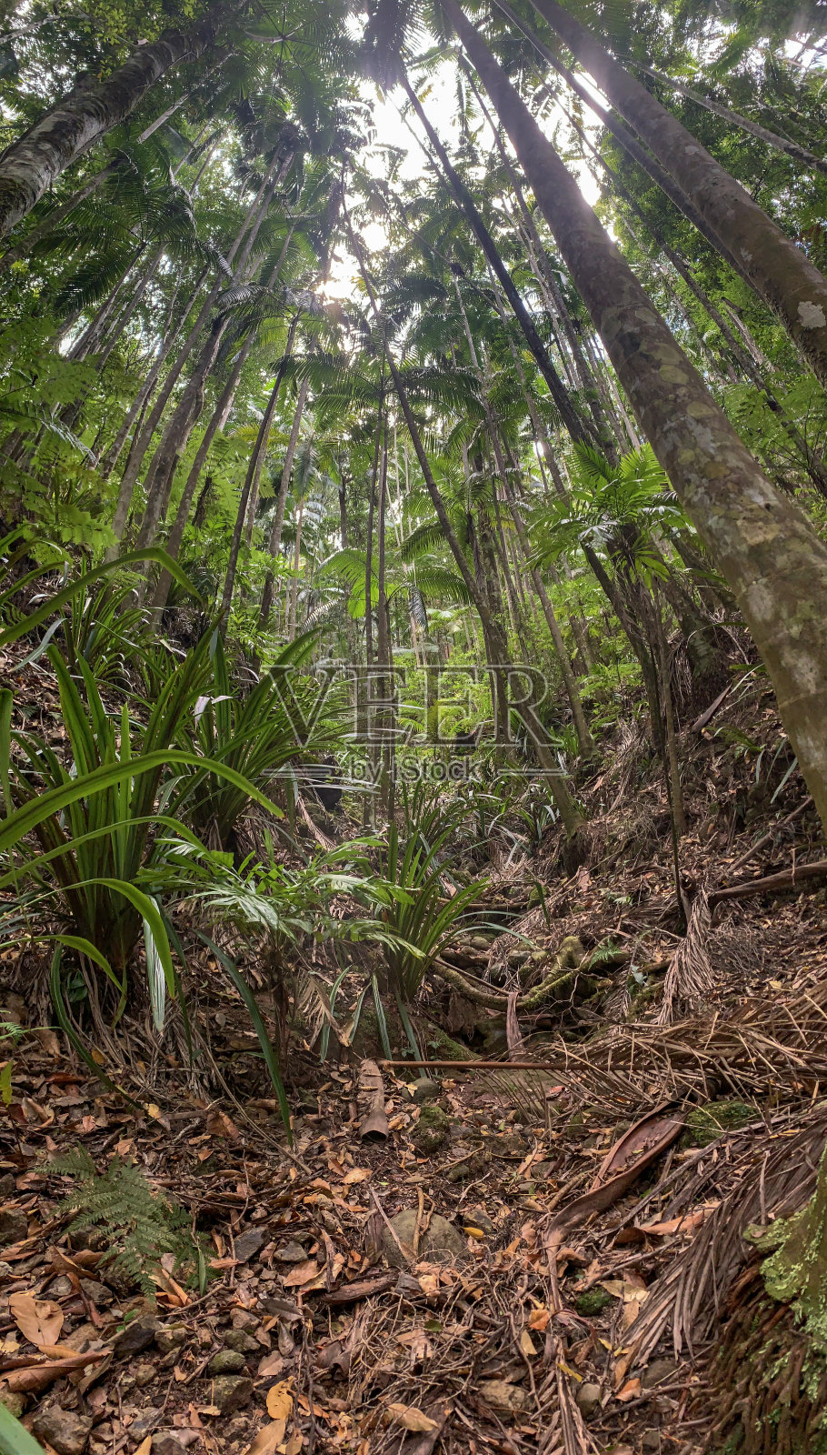 澳大利亚新南威尔士州北部明yon瀑布地区的热带雨林荒野照片摄影图片