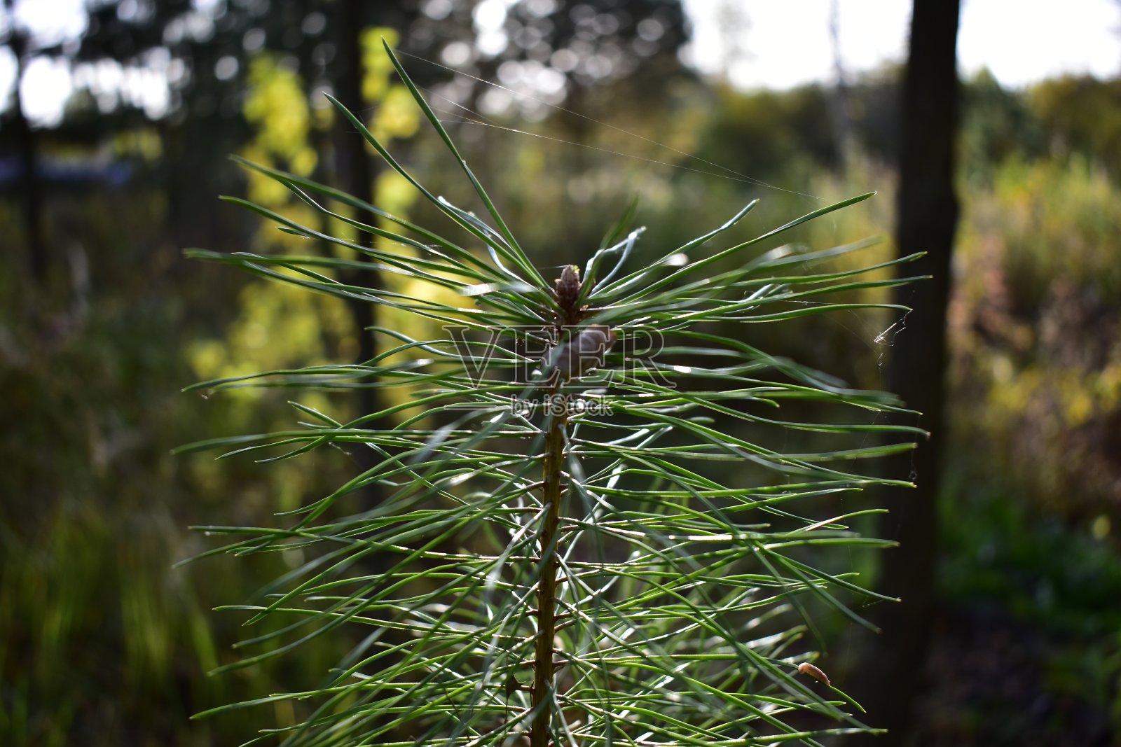 一棵小松树的顶端照片摄影图片
