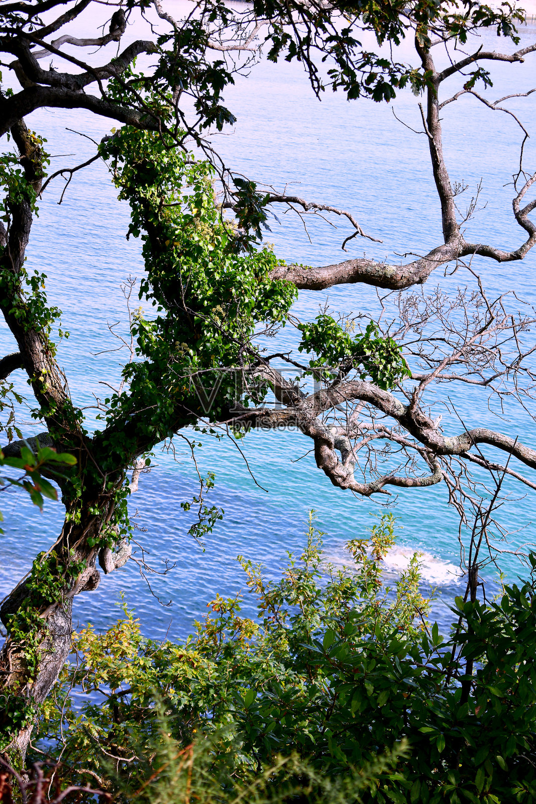 加利西亚卢戈维韦罗萨西多海滩上的树木。西班牙。欧洲。照片摄影图片
