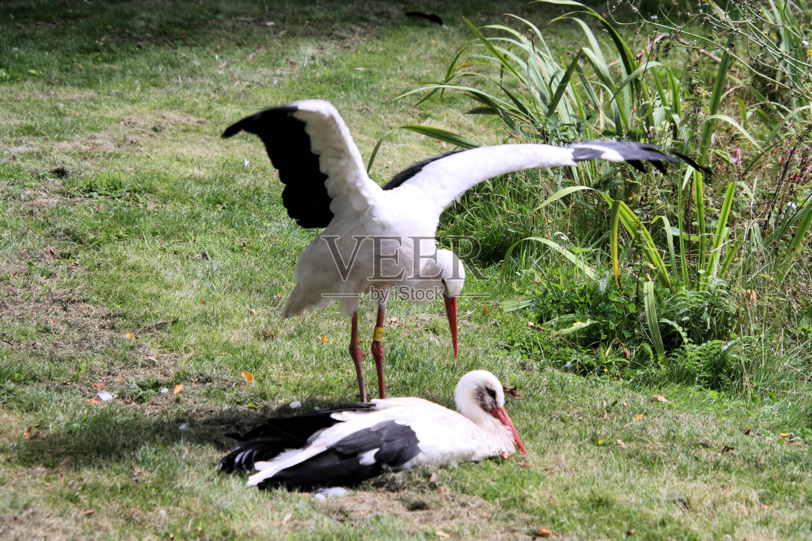 白鹳的特写镜头照片摄影图片