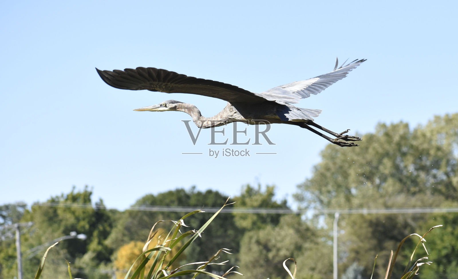 蓝鹭飞过城镇照片摄影图片