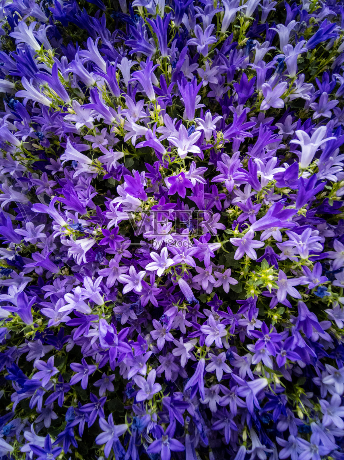 顶视图的一束蓝色淡紫色紫罗兰紫色风铃盛开的花照片摄影图片