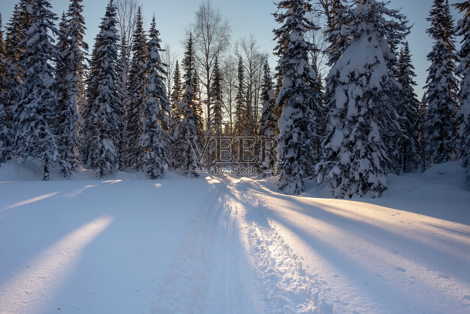 西伯利亚冰雪覆盖的森林中的越野滑雪道照片摄影图片