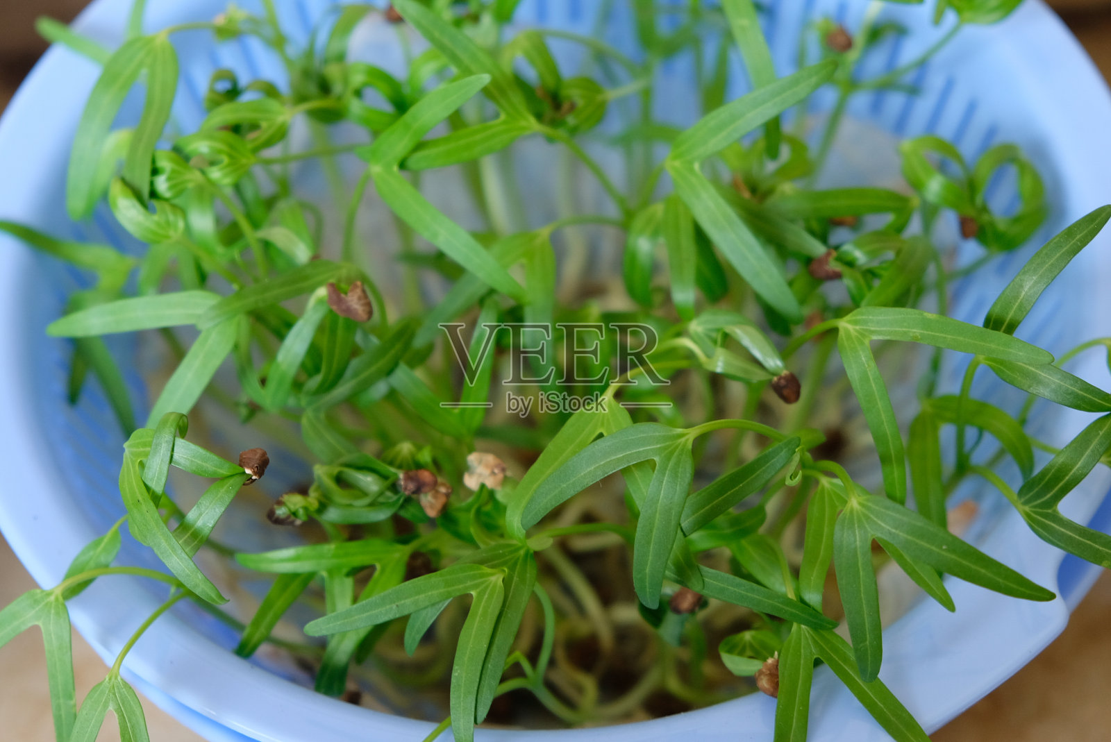 关闭水菠菜芽。照片摄影图片