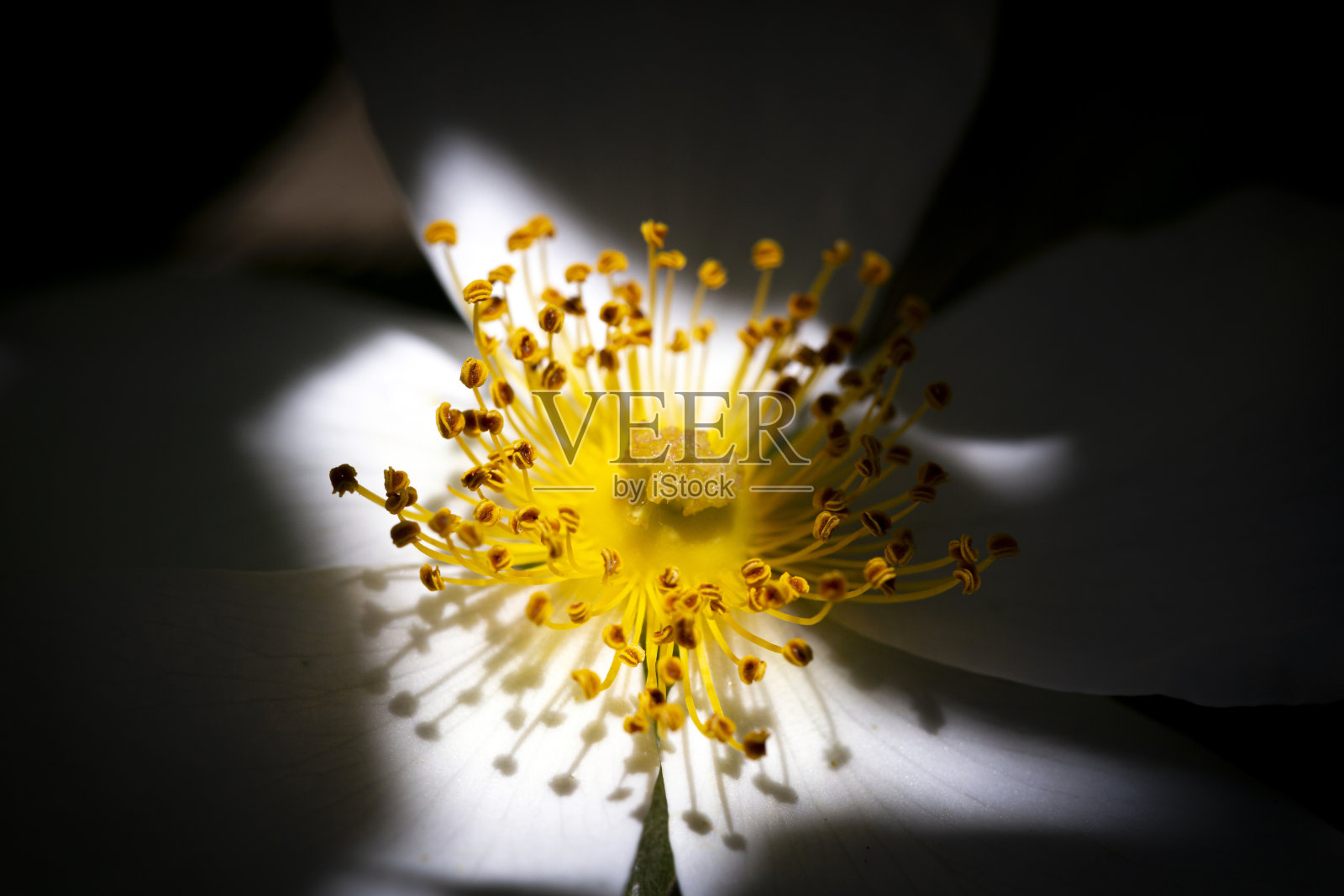 优雅的花的细节照片摄影图片