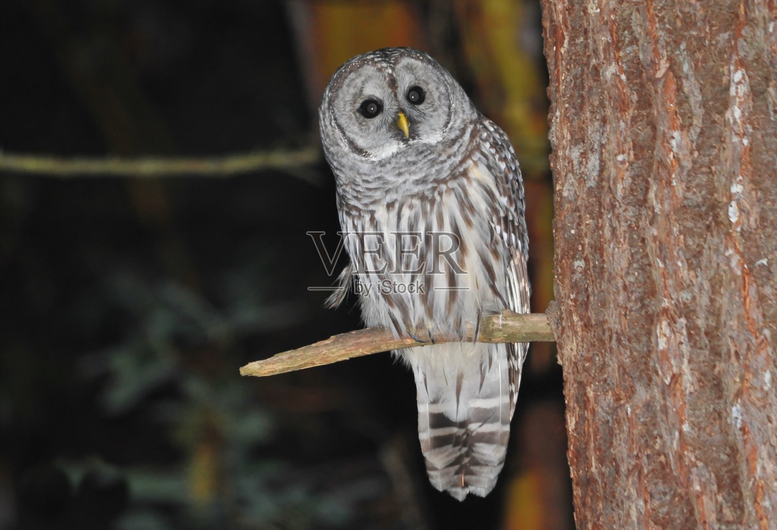 禁止猫头鹰照片摄影图片