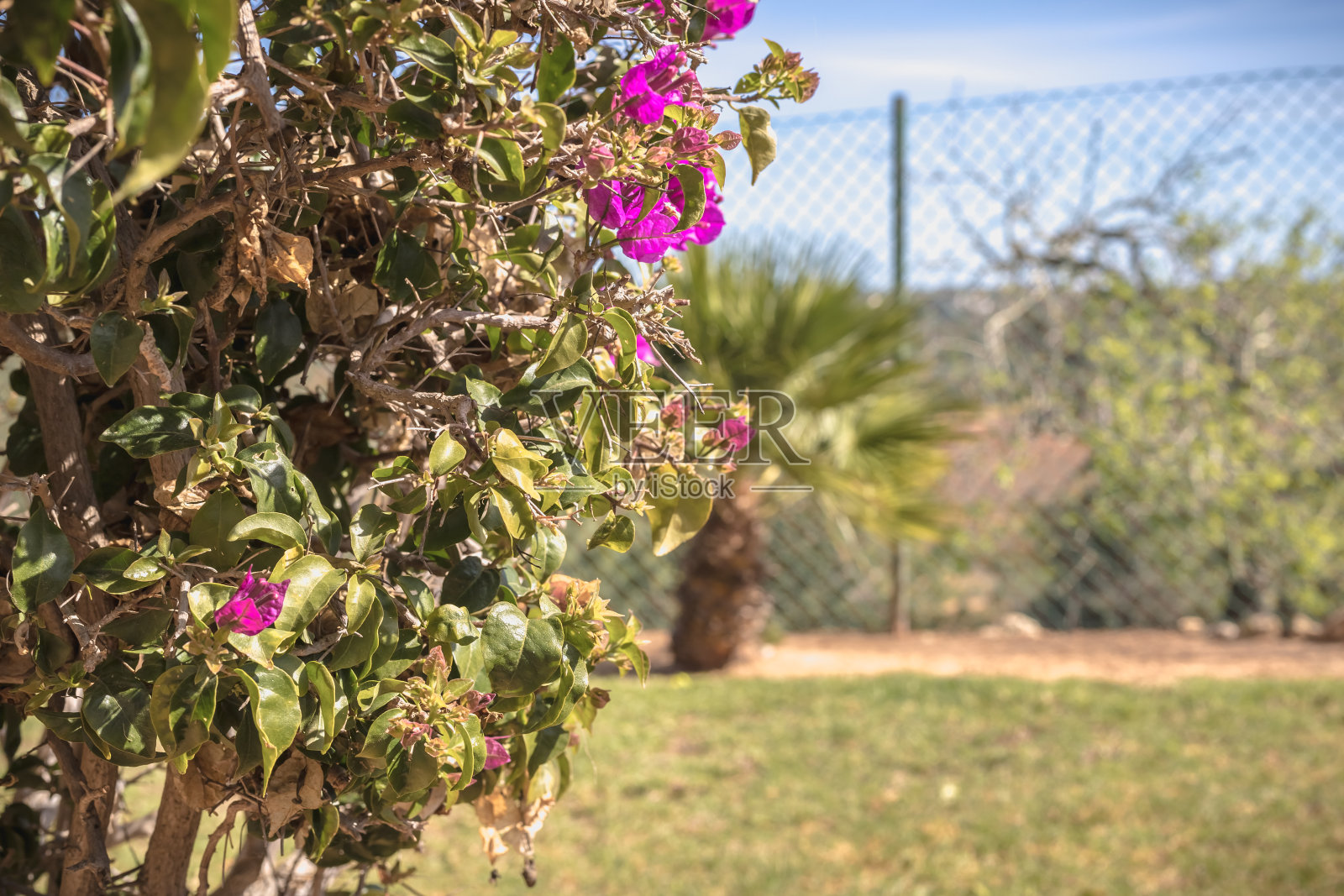 在一个阳光明媚的冬日里，九重葛开出了花照片摄影图片