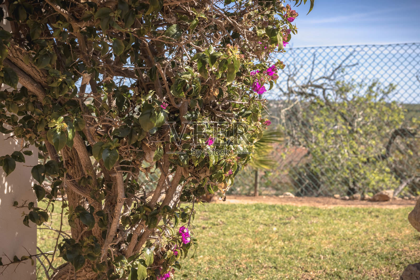 在一个阳光明媚的冬日里，九重葛开出了花照片摄影图片