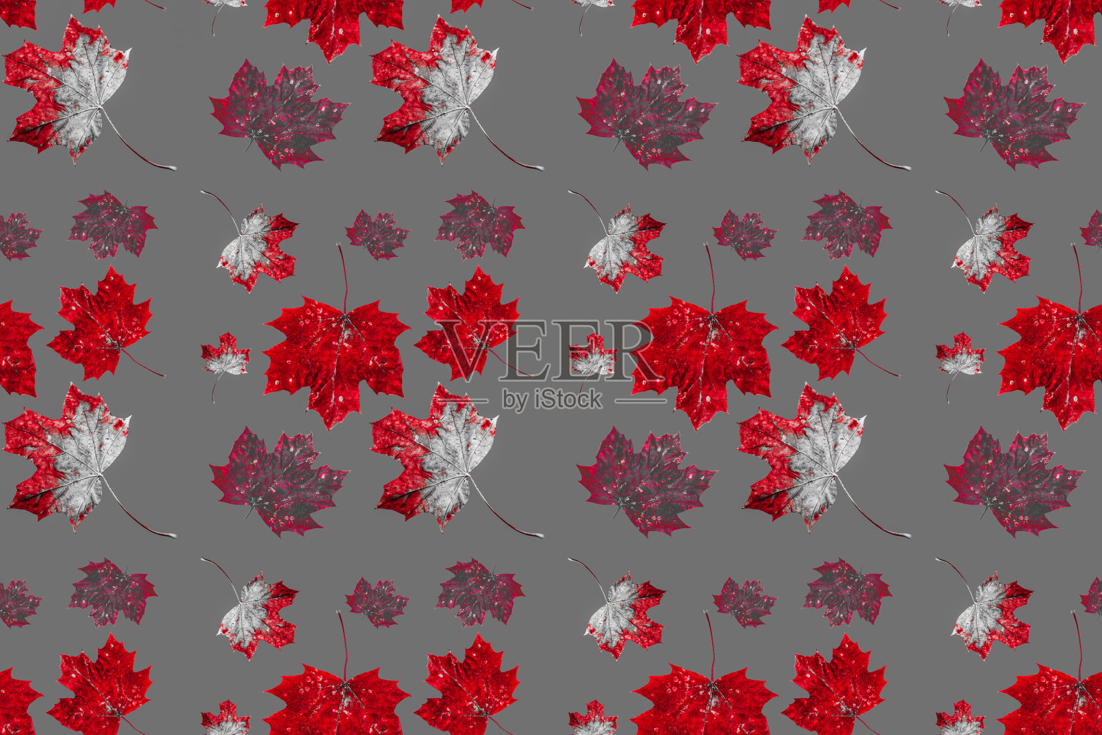 秋天的枫叶照片摄影图片