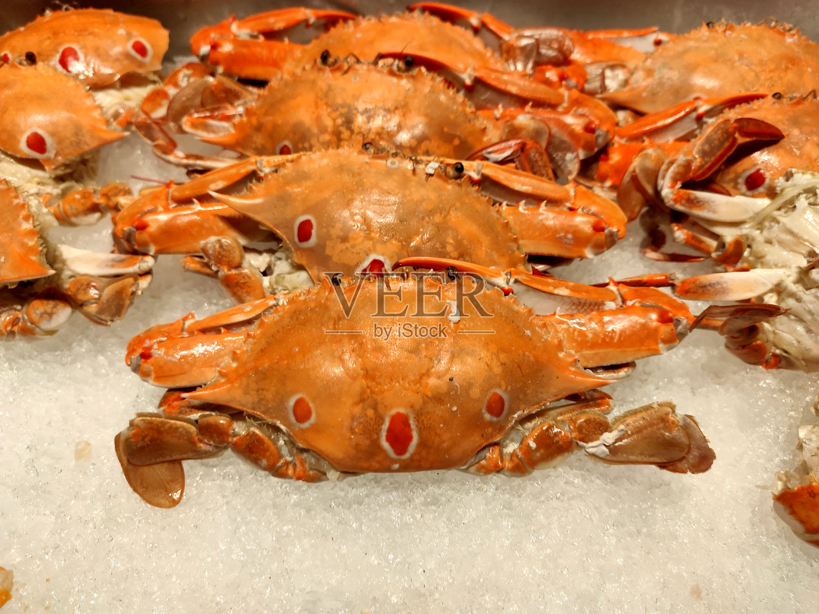 在餐馆里，新鲜的螃蟹被放在冰上。照片摄影图片