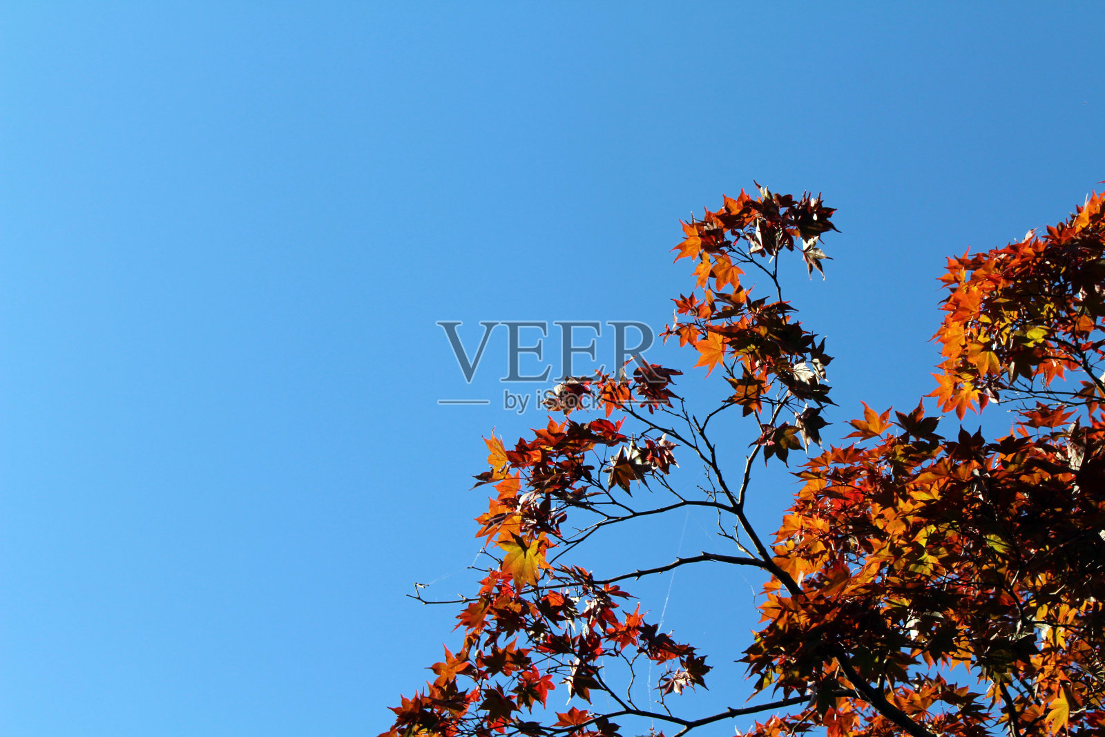 在日本春天，树枝上的红色枫叶。照片摄影图片