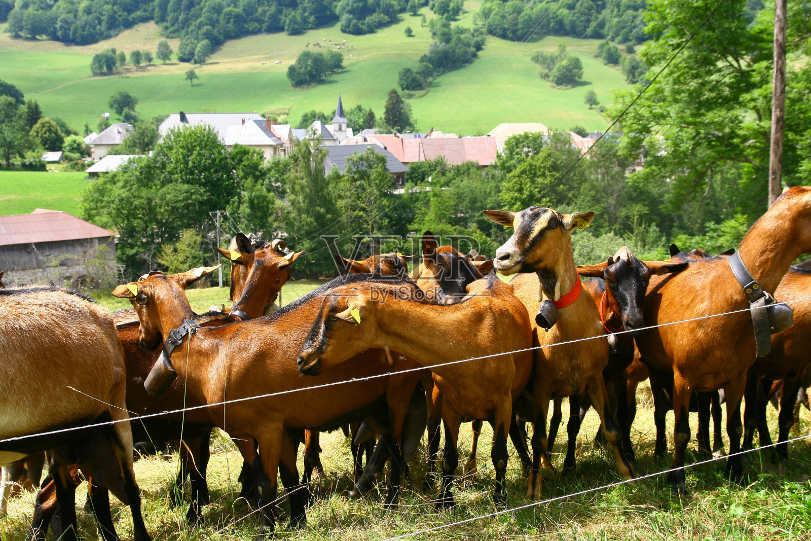 乡下的一群山羊照片摄影图片