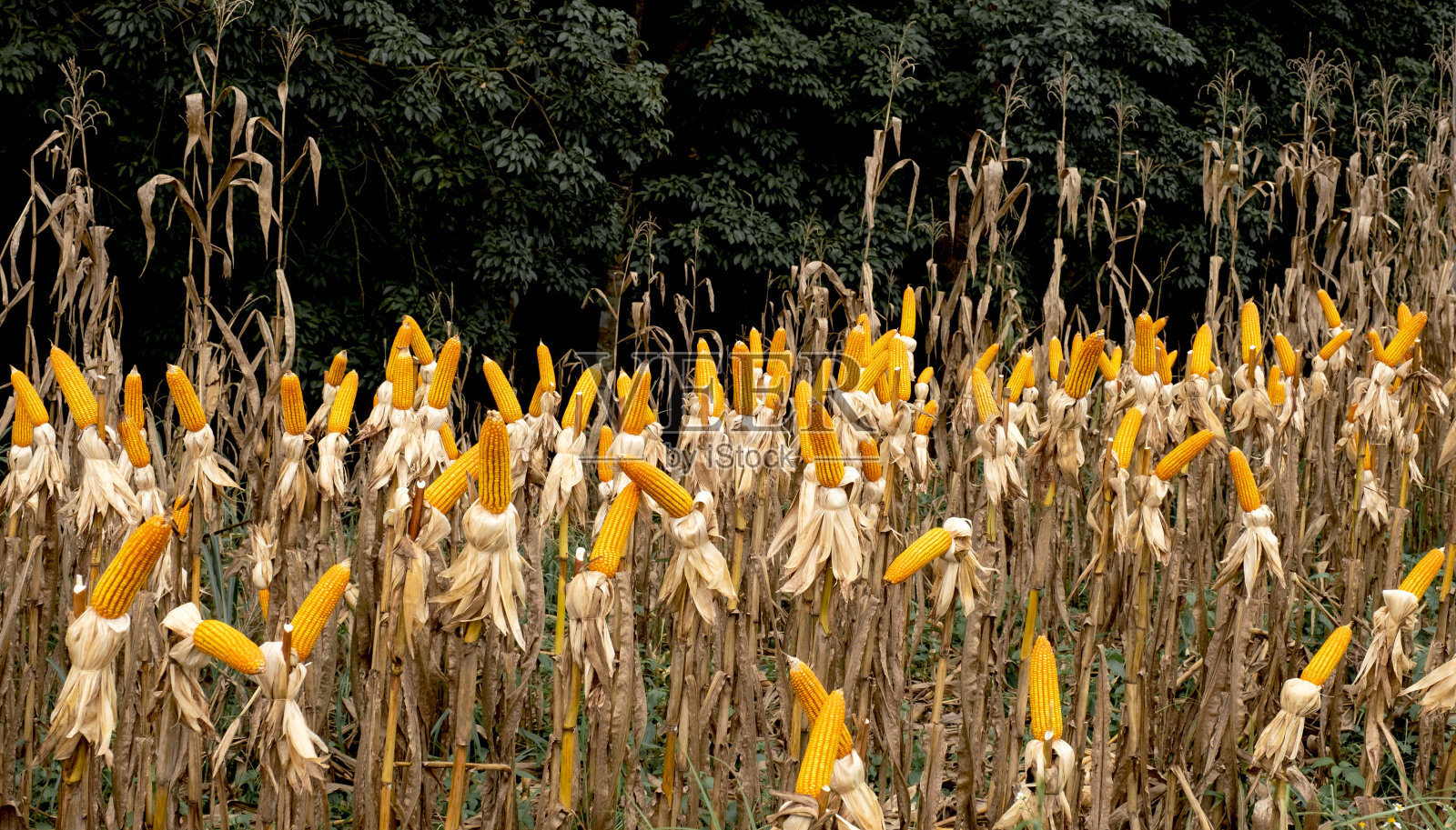 今年感恩节，农民们可以在农场里收获干燥的黄色玉米照片摄影图片