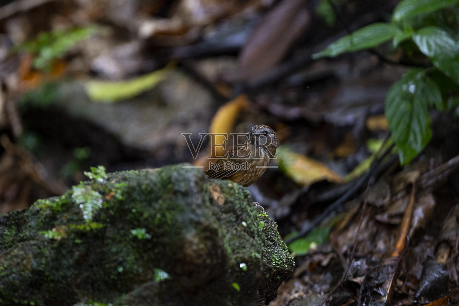 有条纹的鹪鹩胡说之人照片摄影图片