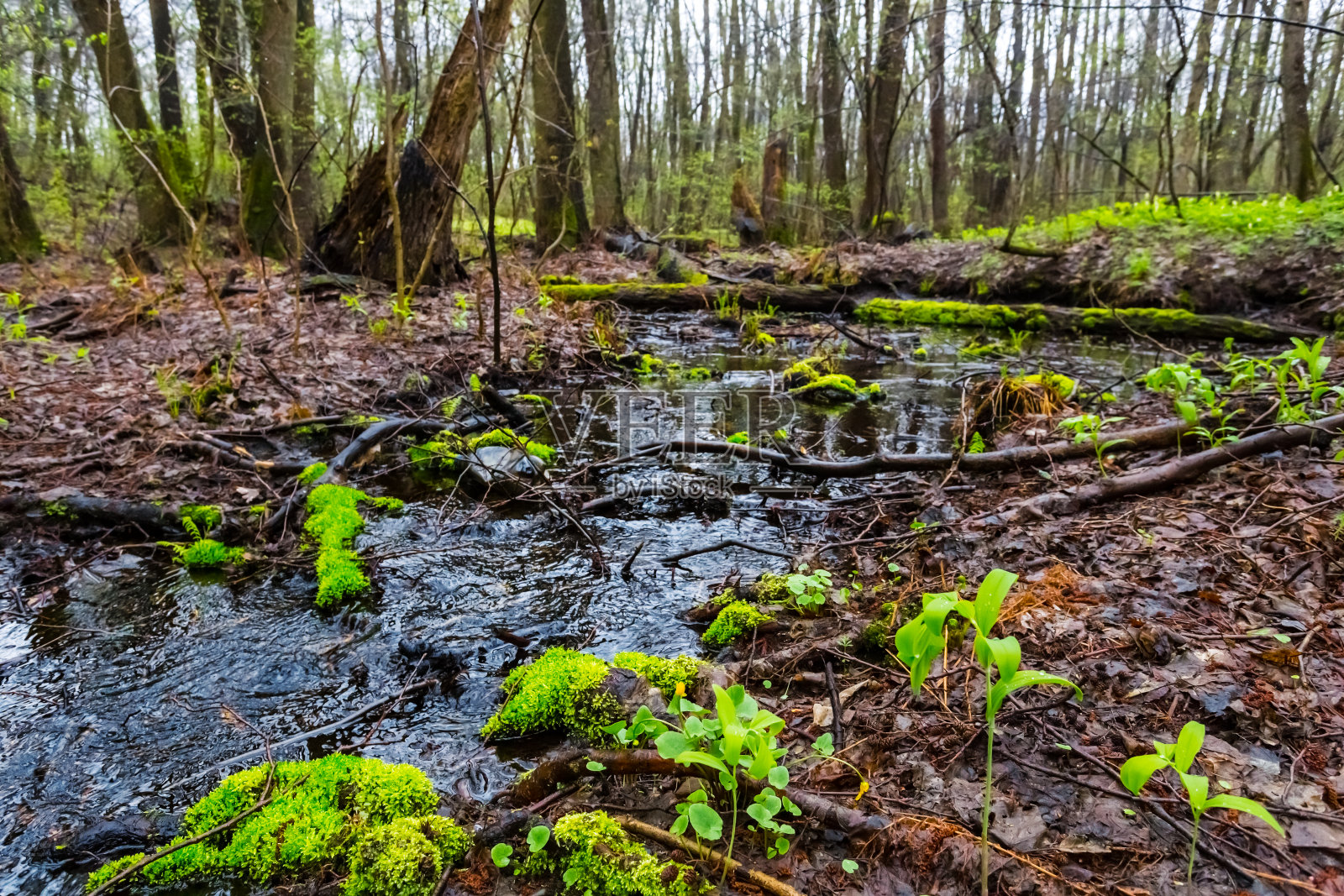 潮湿的春天，绿色的森林景象照片摄影图片