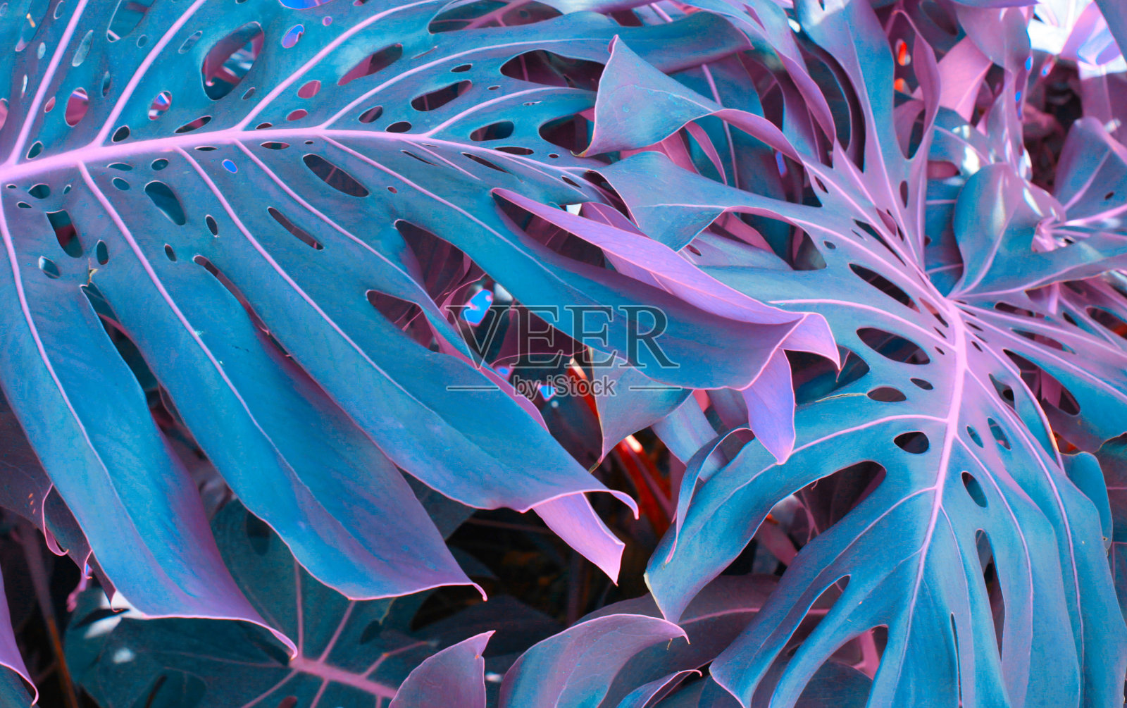 森林的热带怪物植物。自然背景。紫外线的基调。照片摄影图片