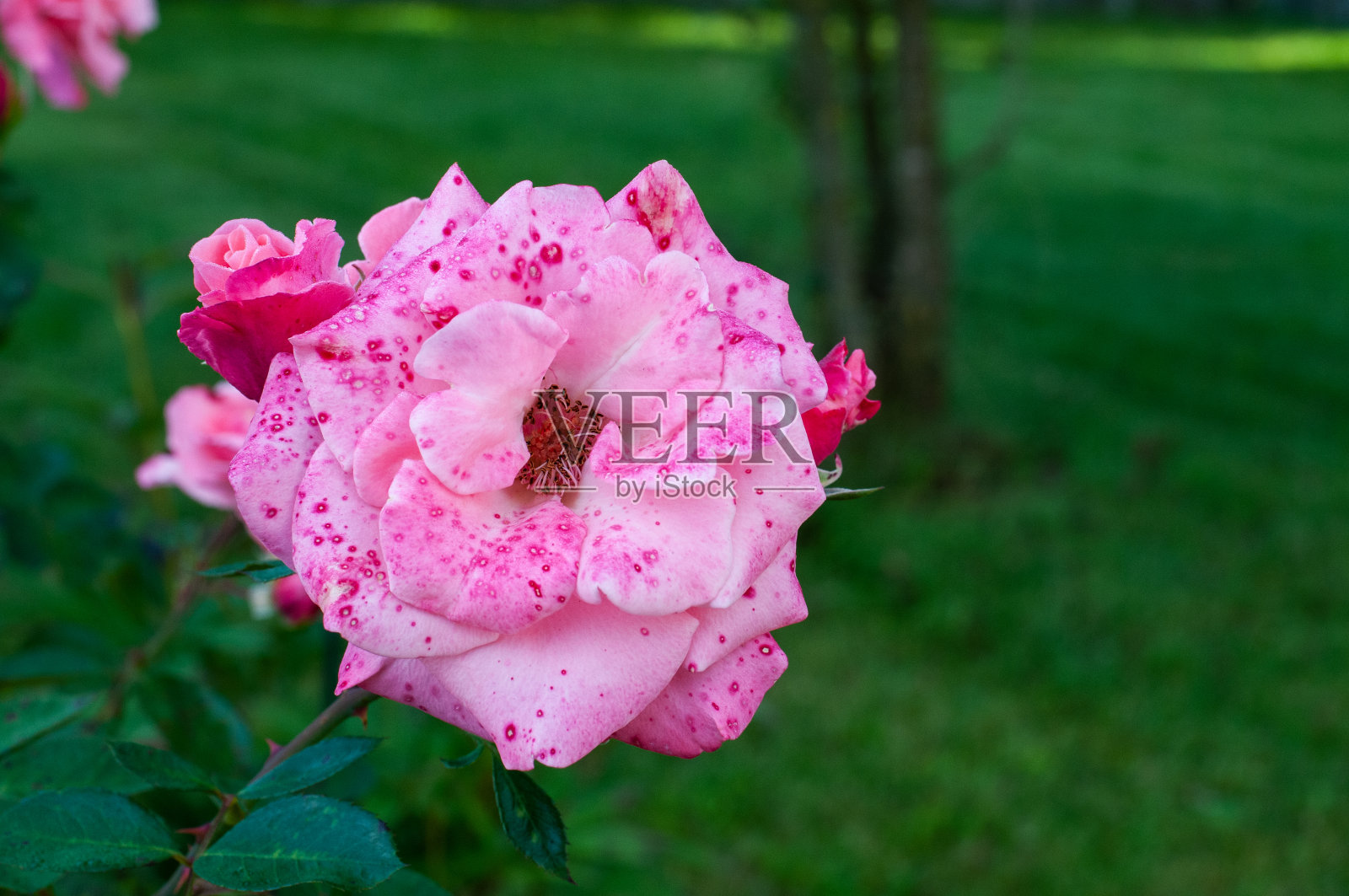 玫瑰花瓣上的红点照片摄影图片