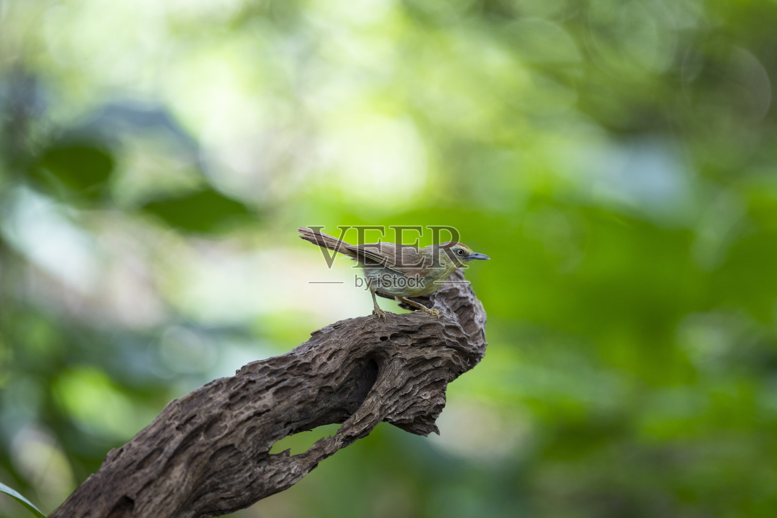 针-条纹山雀-胡说照片摄影图片