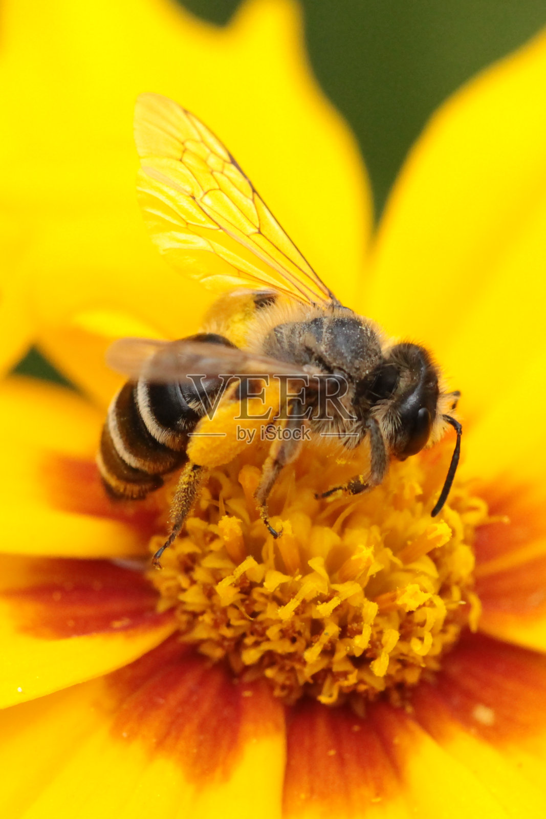 Halictus规范。照片摄影图片