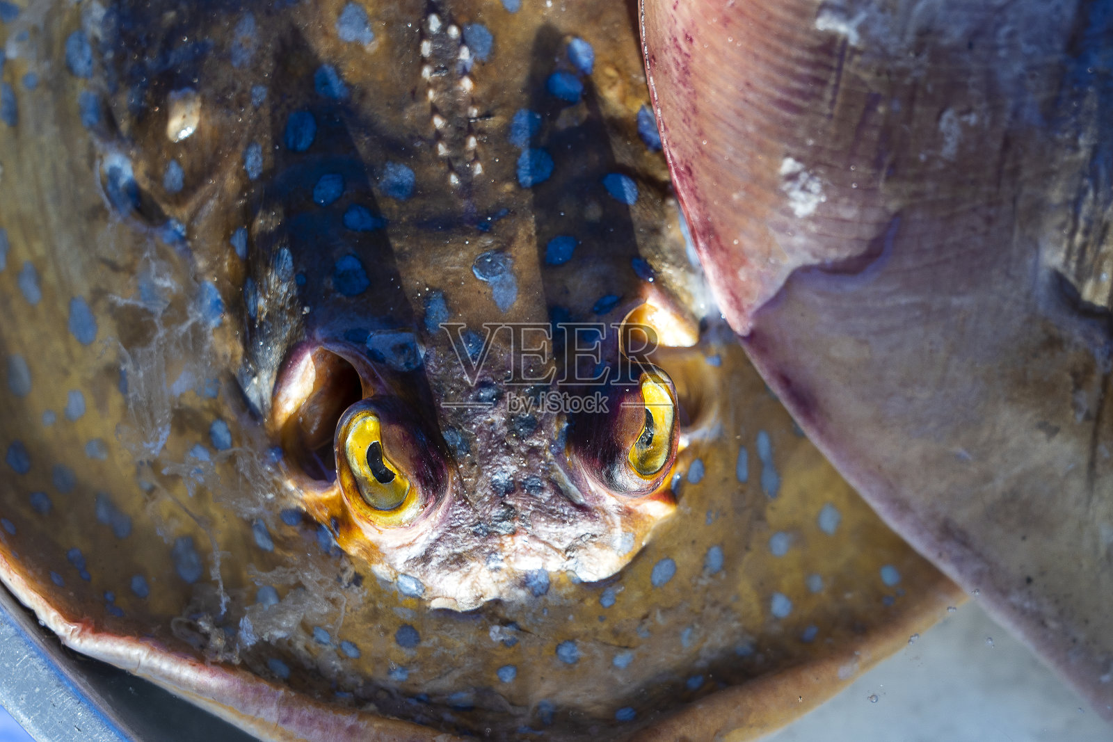 死蓝斑黄貂鱼，泰国照片摄影图片