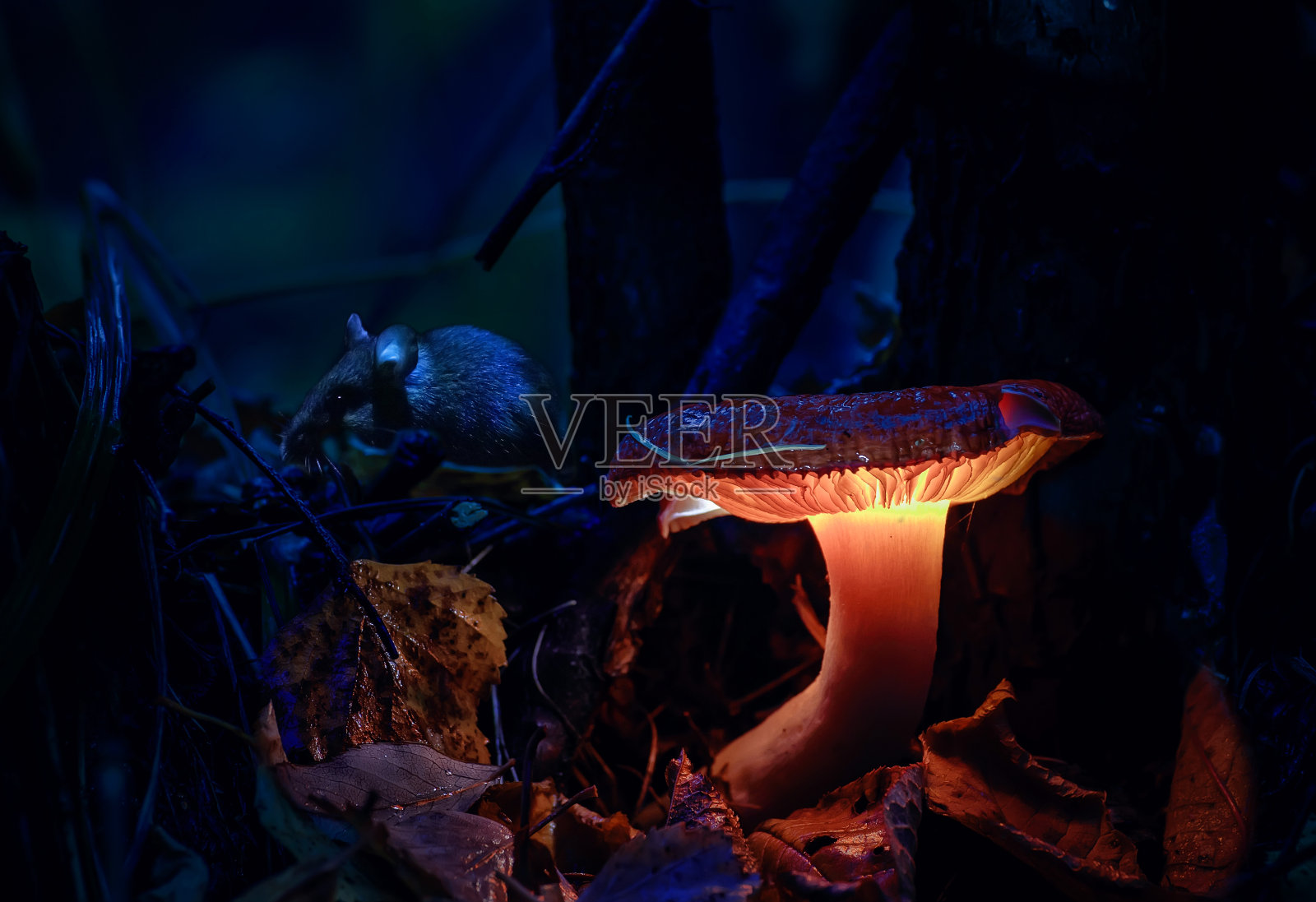 小老鼠躲在一个黑暗的森林里发光的蘑菇，生长在一个幻想的森林的树桩上，美丽的魔法蘑菇光，微距摄影照片摄影图片