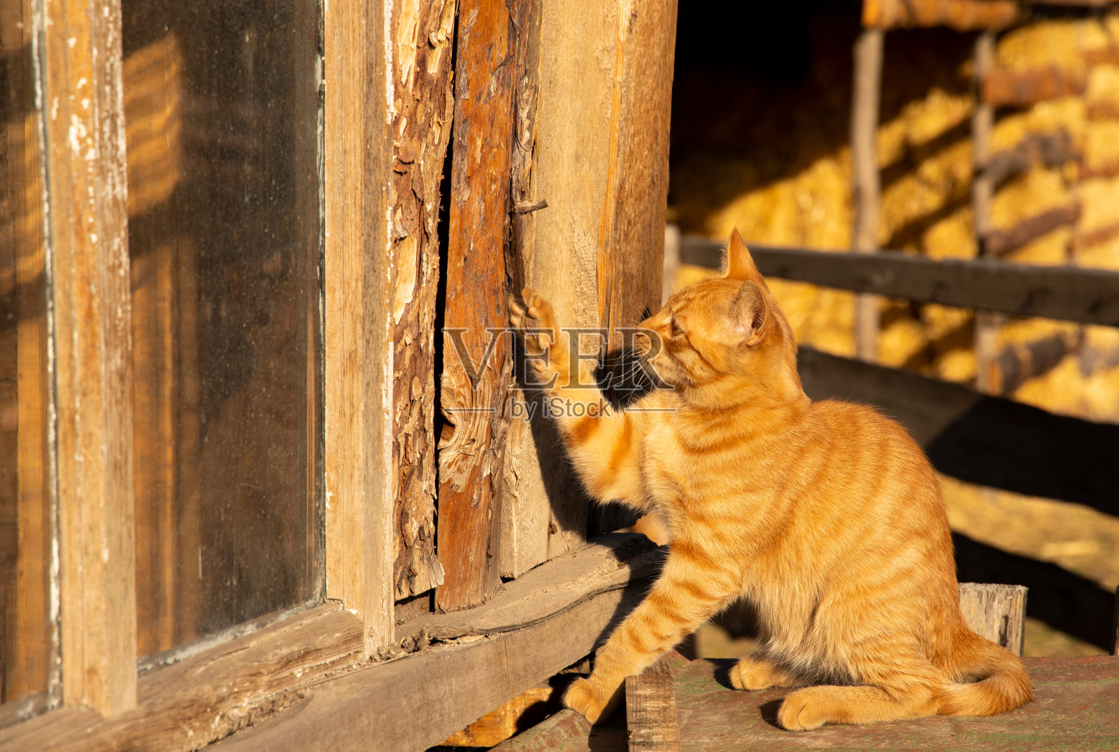 猫在院子里玩木头照片摄影图片