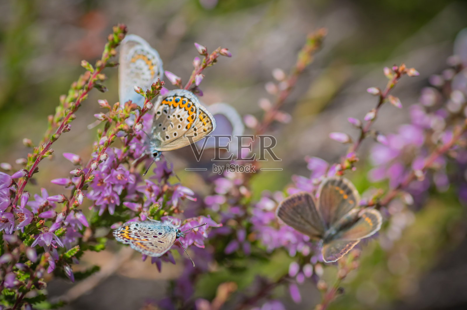 几只伊达蓝或北方蓝蝴蝶在盛开的石南花上照片摄影图片