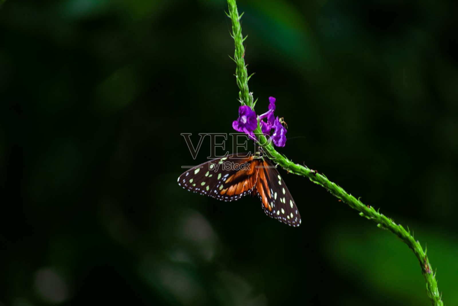 橙色和黑色的蝴蝶和白点照片摄影图片