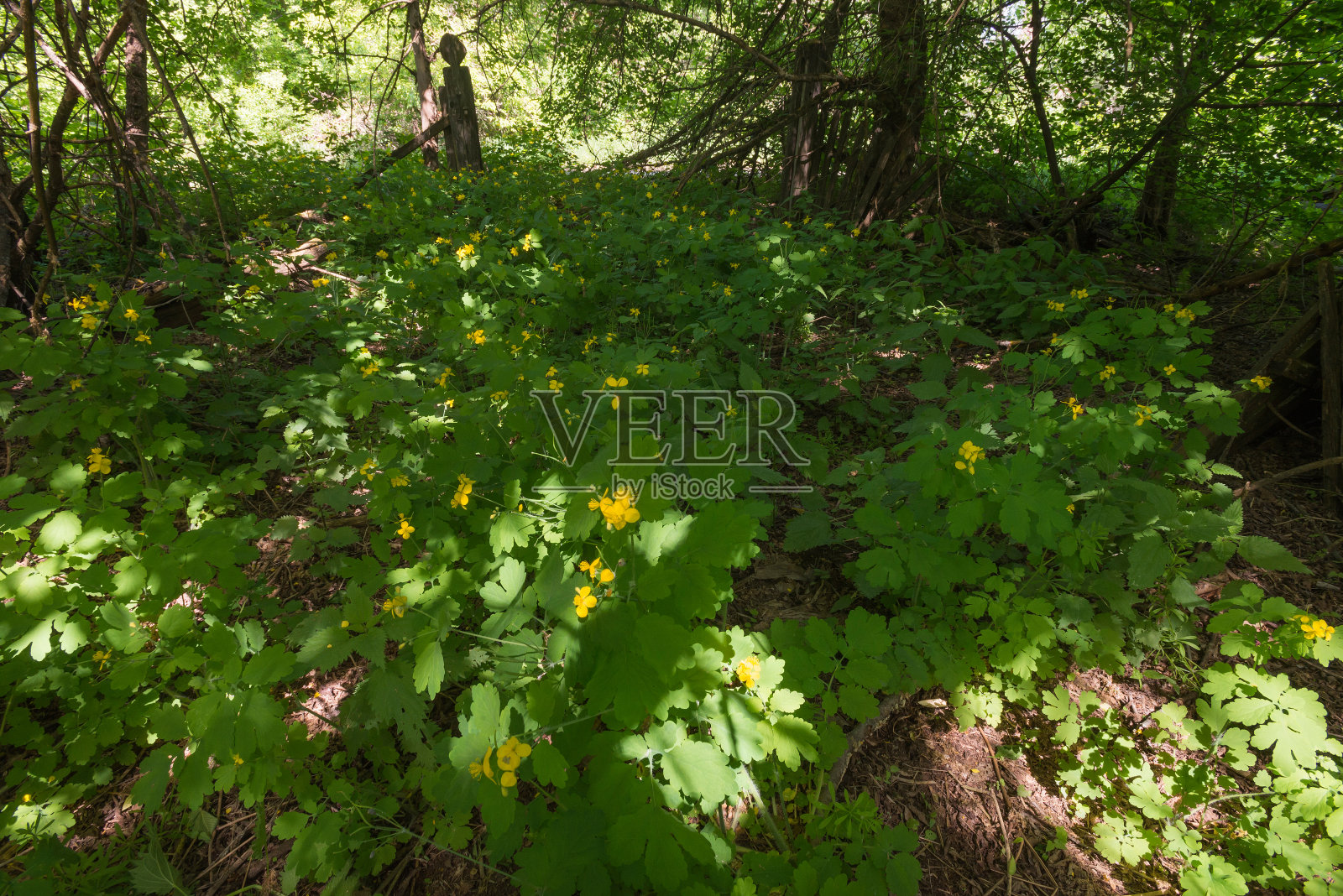 废弃村庄杂草丛生的院子照片摄影图片