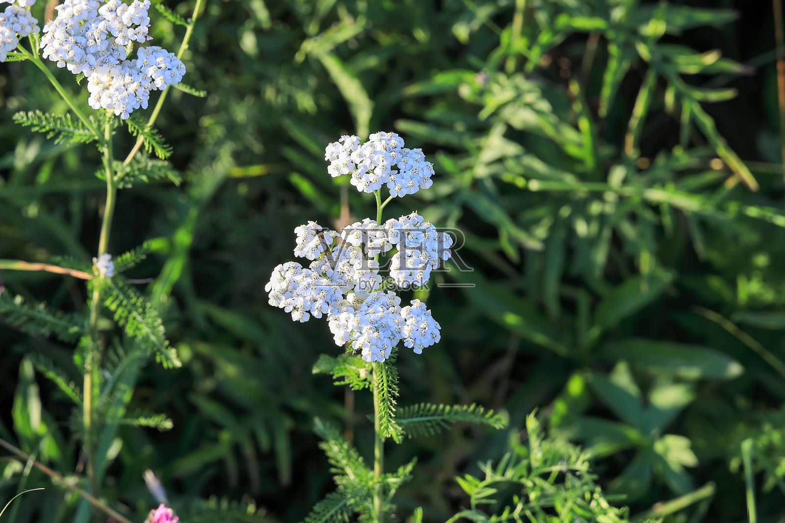 药用植物蓍草的花。耆(原)照片摄影图片