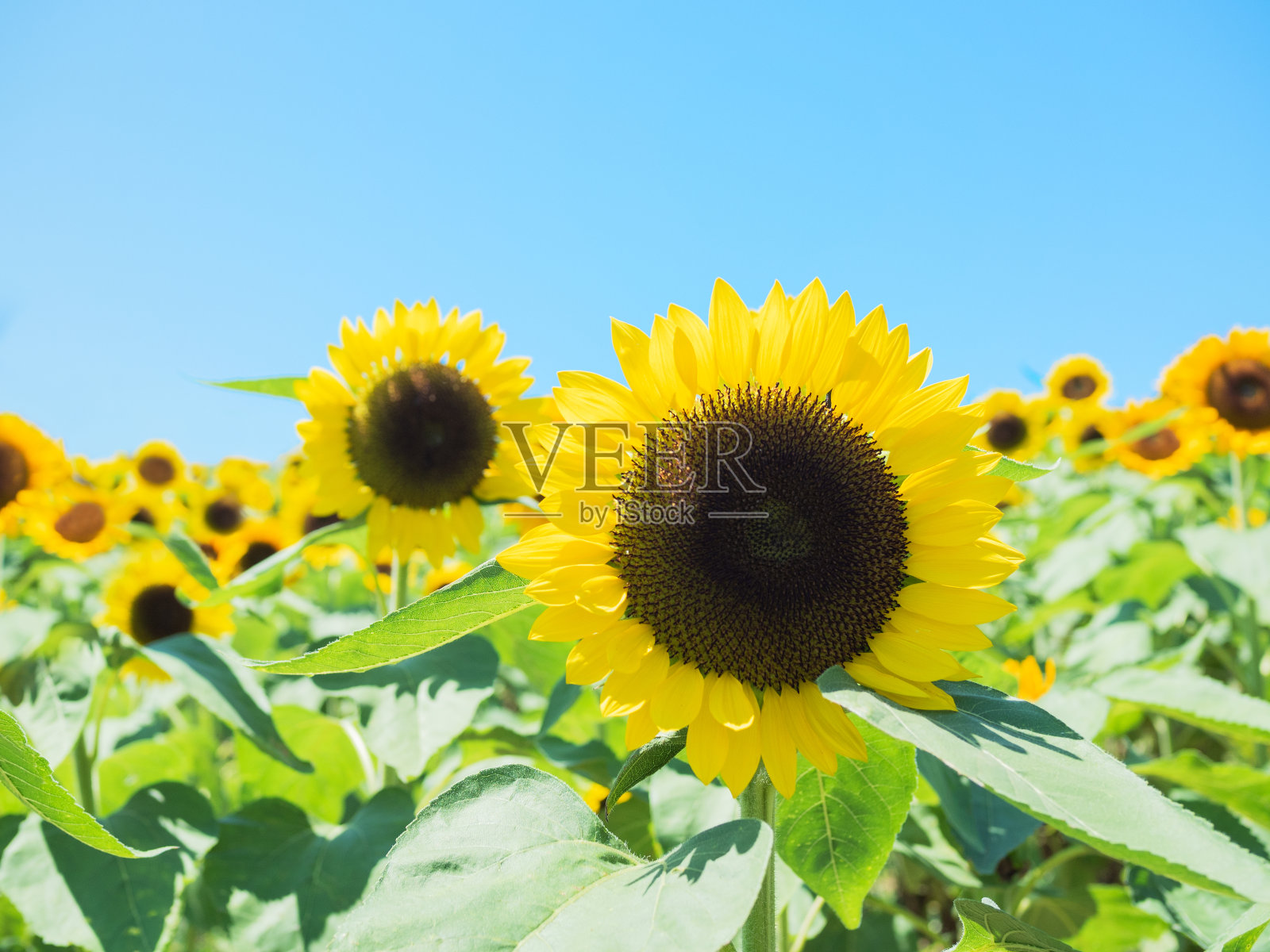 向日葵田照片摄影图片
