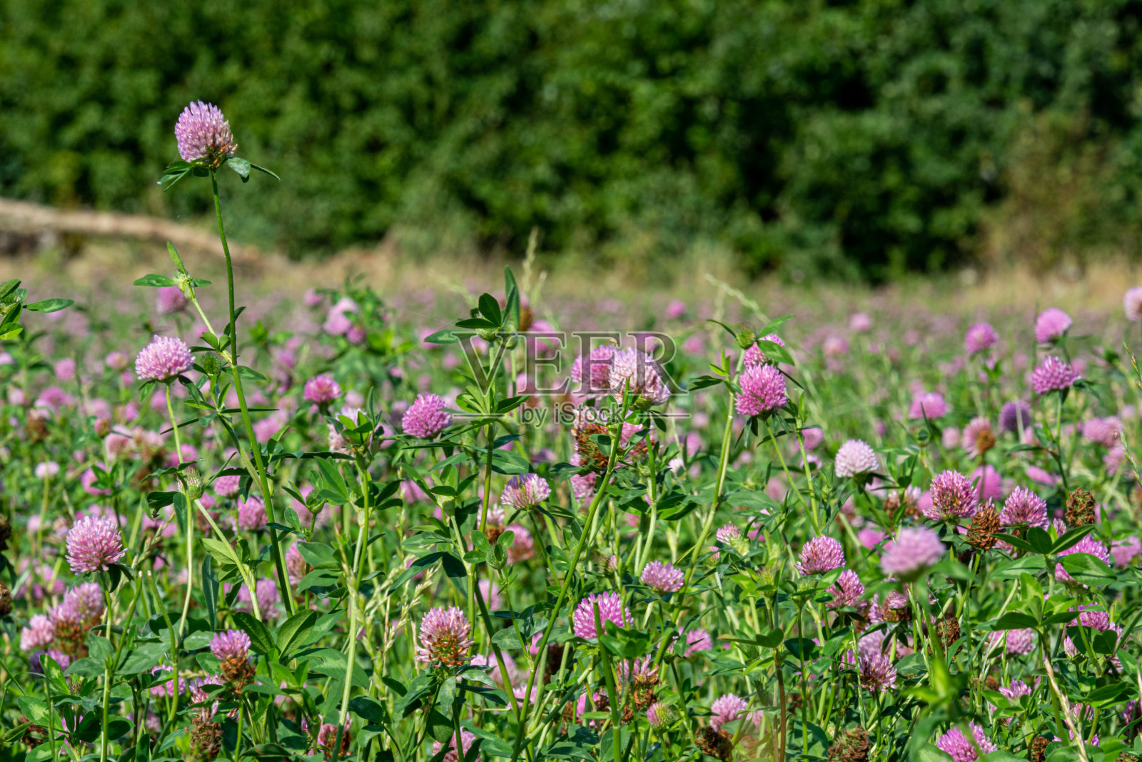 一片粉红色的三叶草花丛。图片来自瑞典南部斯卡尼亚郡的伊斯洛夫照片摄影图片