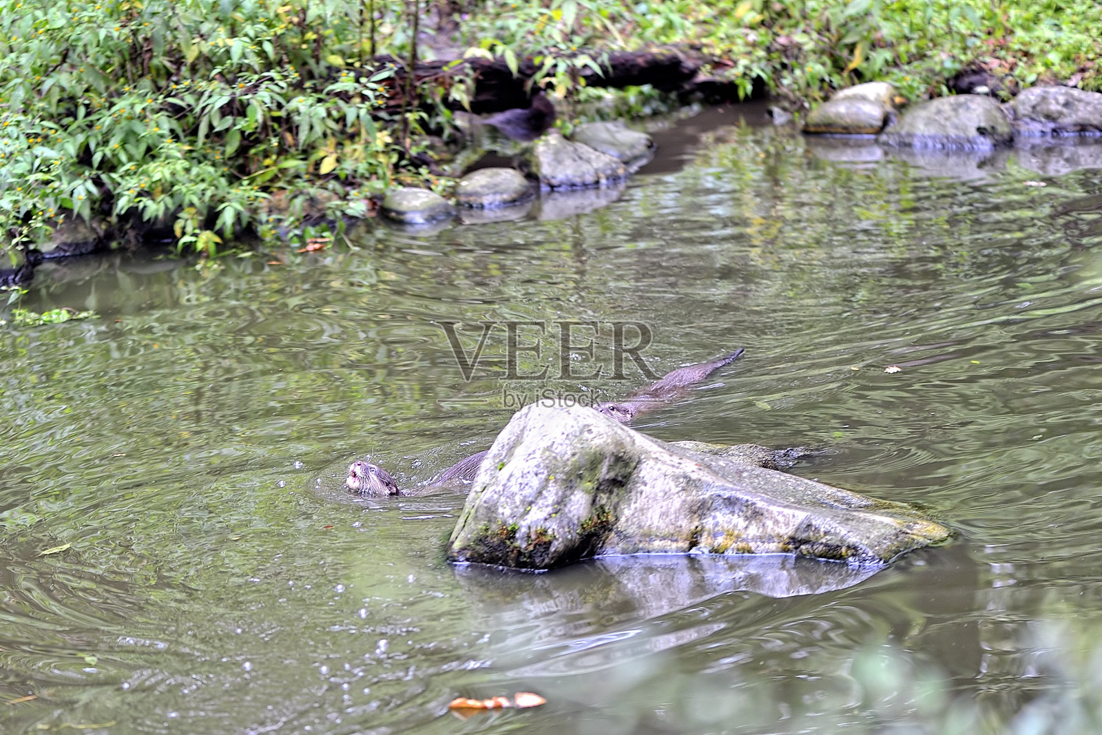水里有一只水獭照片摄影图片