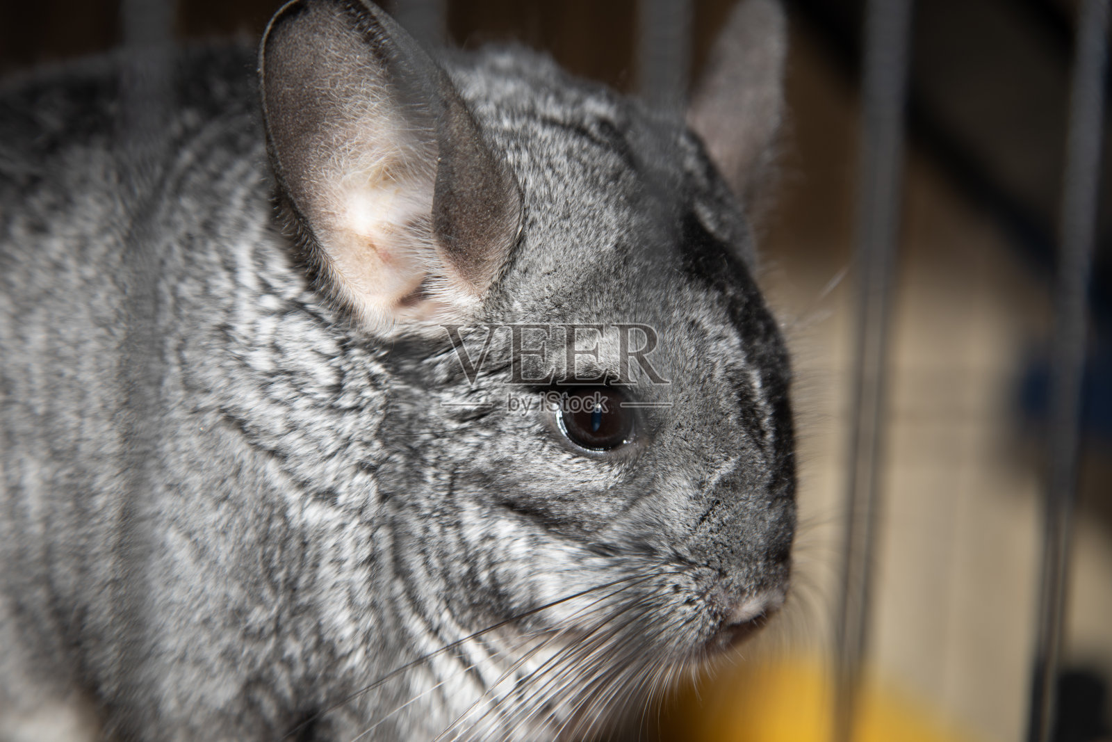 大的灰色栗鼠坐在笼子里照片摄影图片