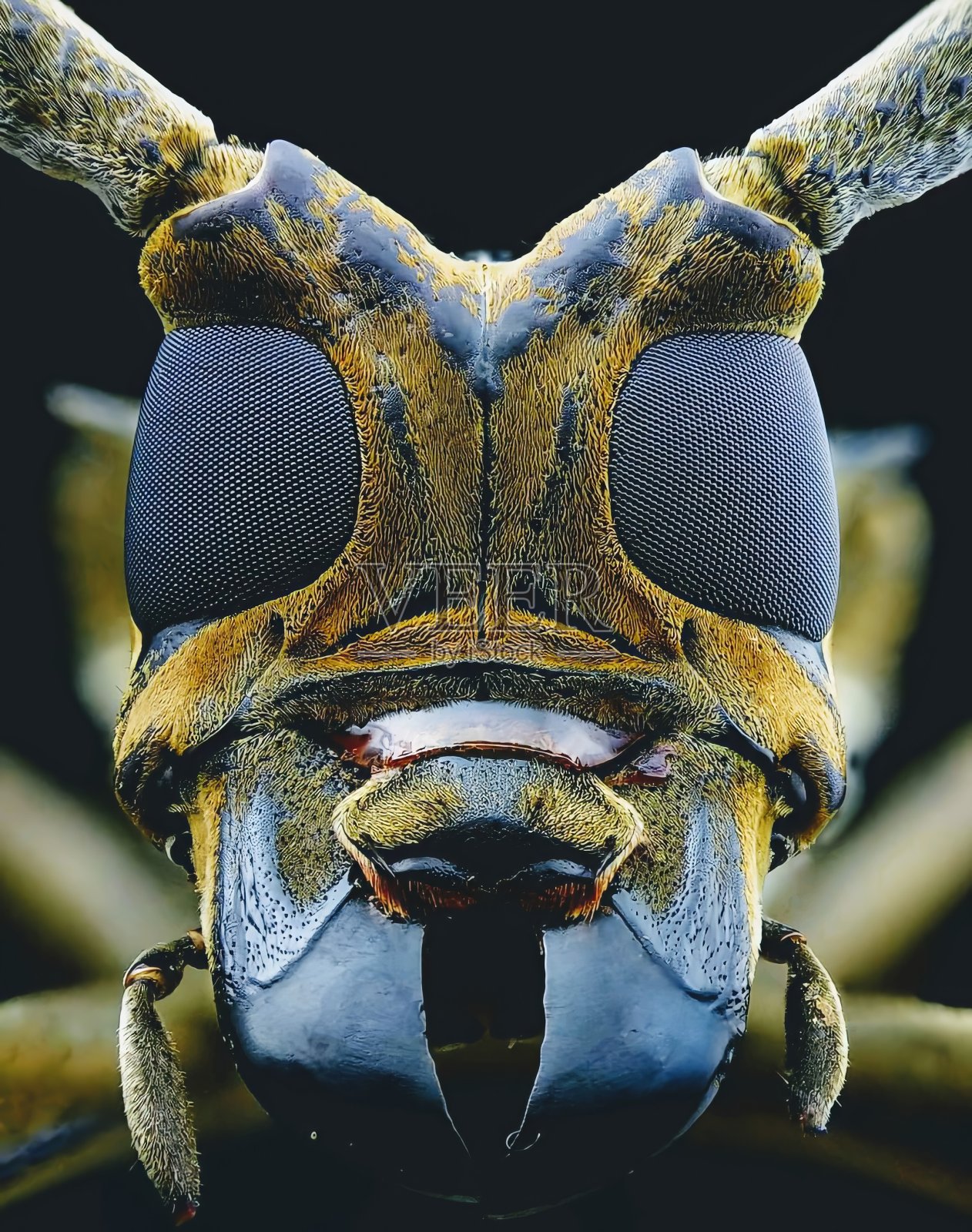 头昆虫照片摄影图片
