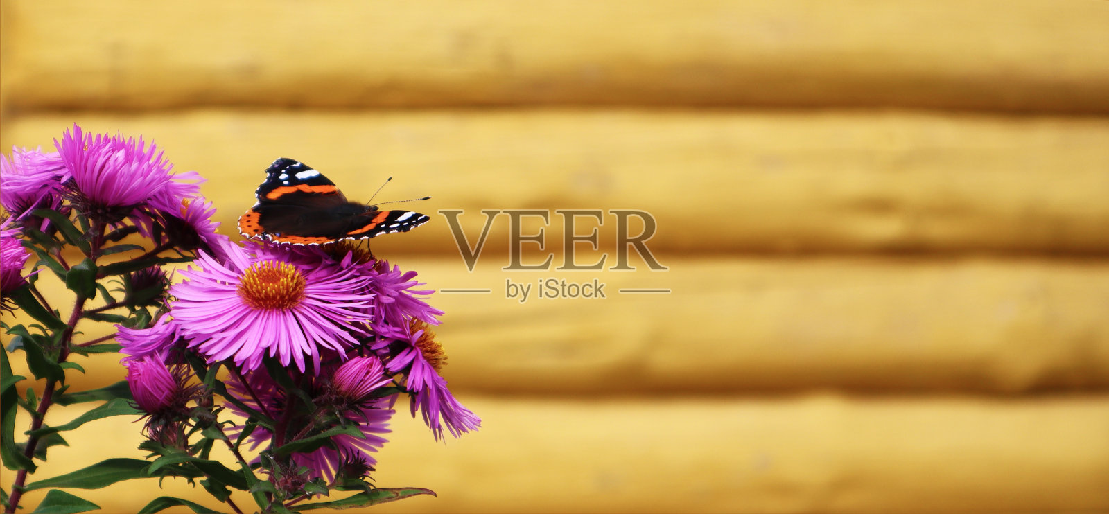 选择软焦点。一朵花上美丽的蝴蝶。夏天和美的概念。铭文。横幅。照片摄影图片