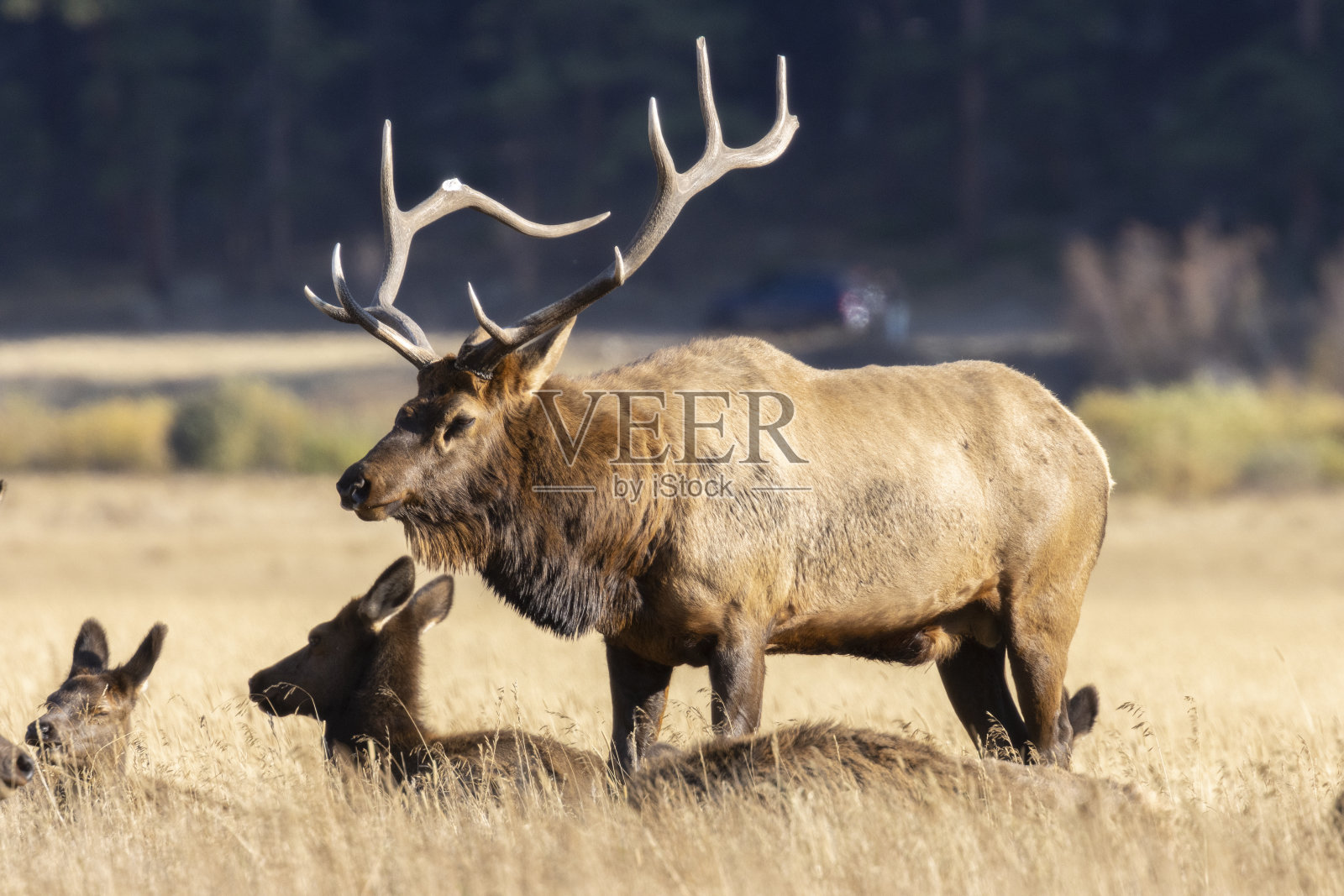 落基山国家公园的麋鹿拉特照片摄影图片