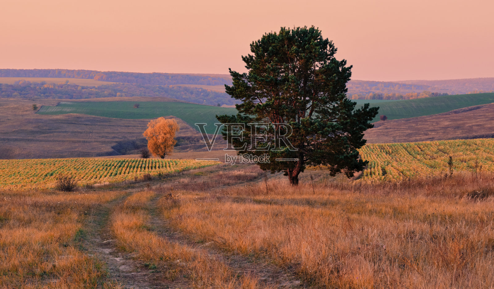 日出的领域。秋天全景乡村景观与雾，日出和开花的草地。俄罗斯中部农业乡村全景，丘陵和乡村公路。照片摄影图片