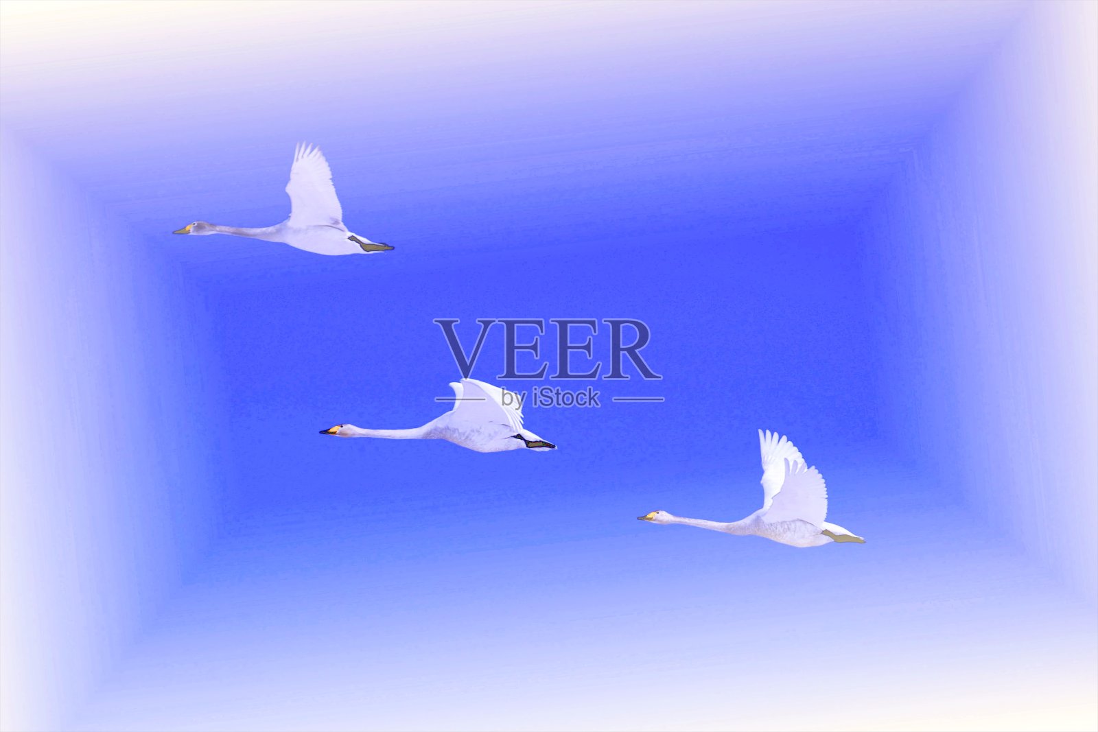 美丽的天鹅舞照片摄影图片