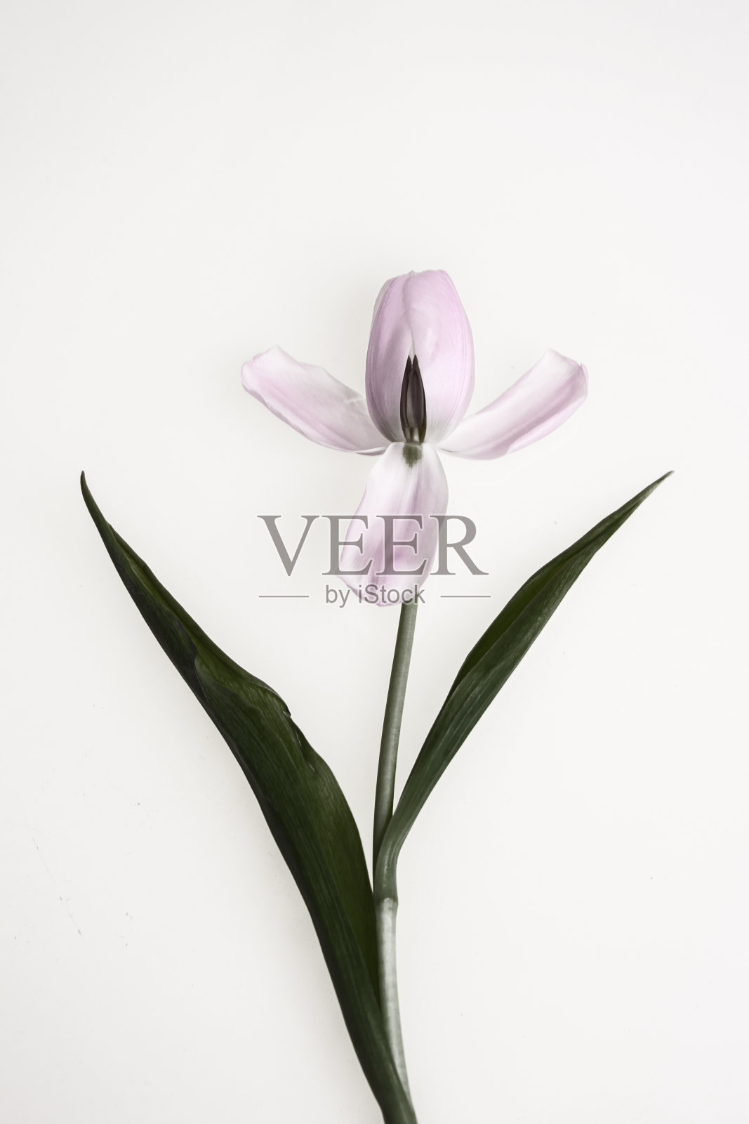 郁金香静物画照片摄影图片