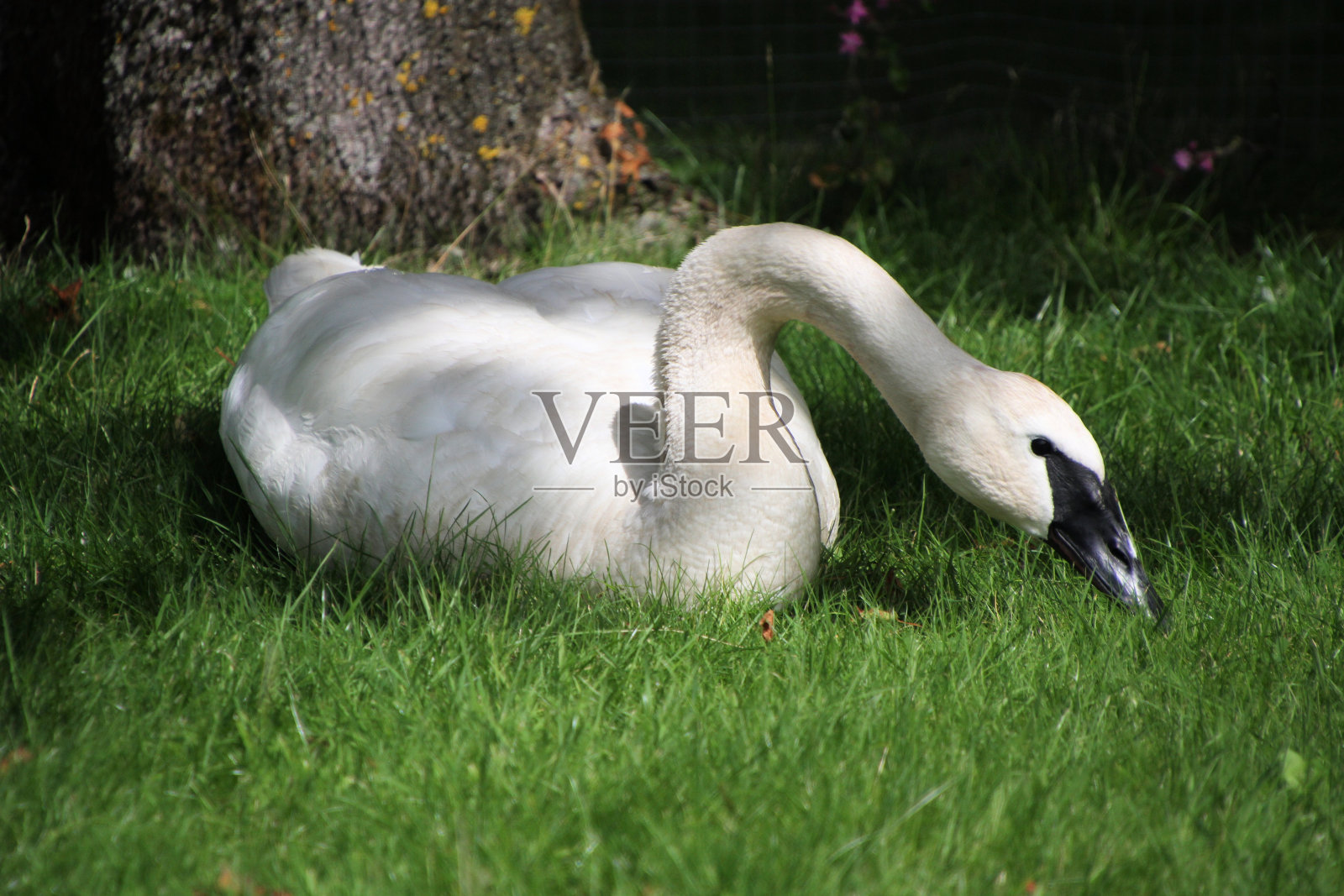 号手天鹅的景象照片摄影图片